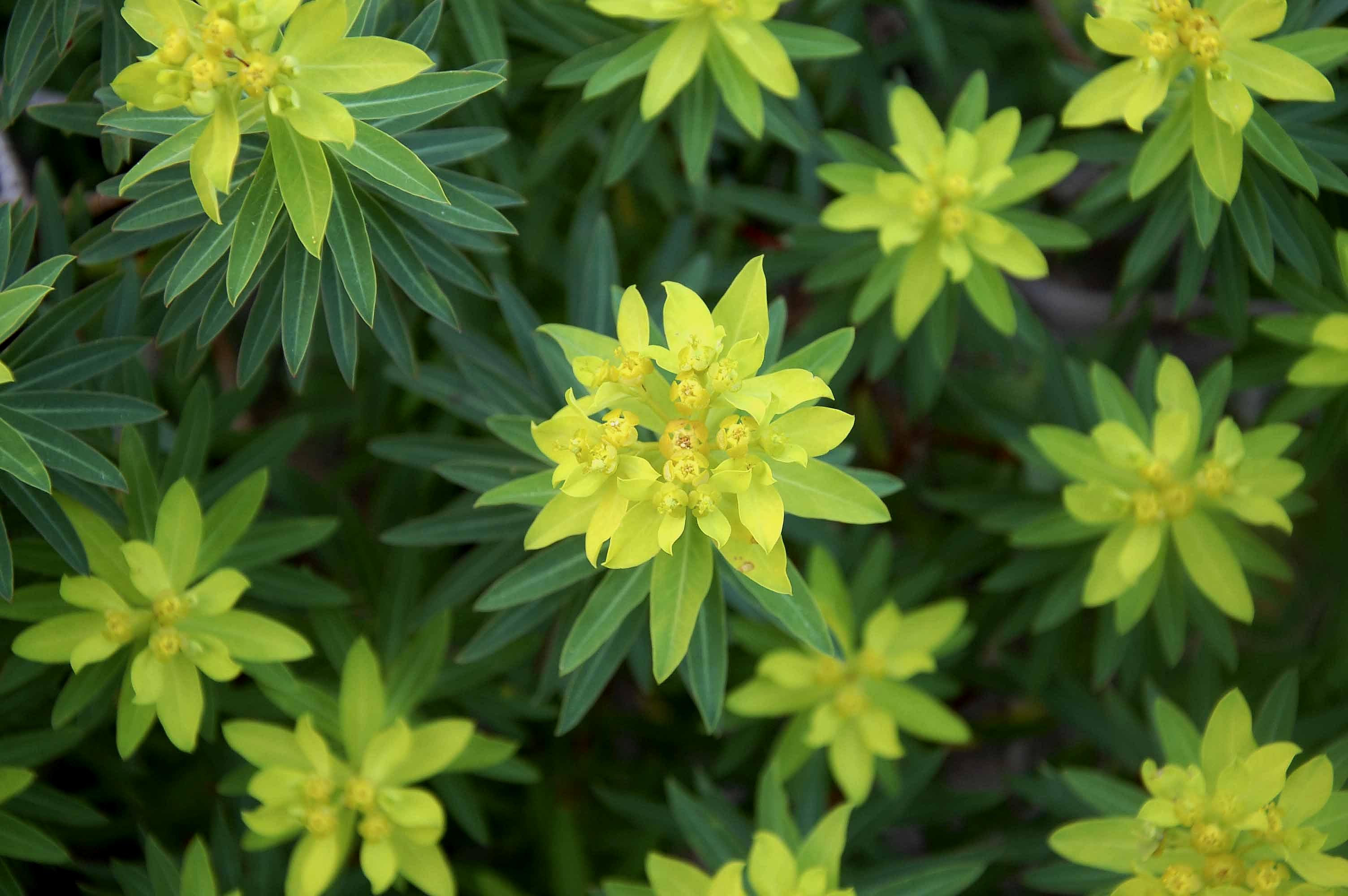 Euphorbia bivonae / Euforbia di Bivona